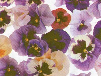 Blumenseiden